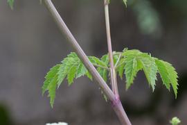   Cicuta maculata  stem; photo copy; John Gwaltney 