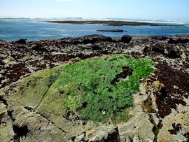   Cladophora columbiana ; photo copy; Fitzgerald Marine Reserve 