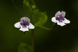   Clinopodium brownei  flowers; photo copy; Mary Keim 