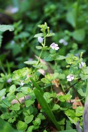   Clinopodium brownei ; photo copy; Layla Dishman 