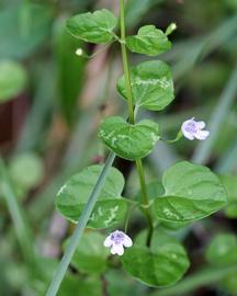   Clinopodium brownei  leaves; photo copy; Mary Keim 