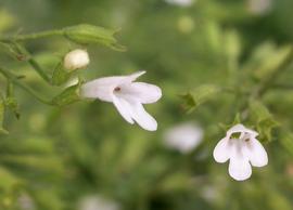   Clinopodium nepeta  flowers; photo: S.L. Winterton 