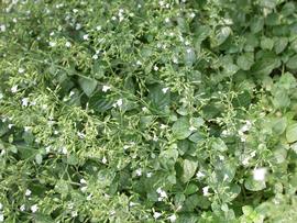   Clinopodium nepeta ; photo: S.L. Winterton 