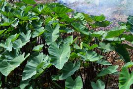   Colocasia esculenta , emersed; photo: S.L. Winterton 