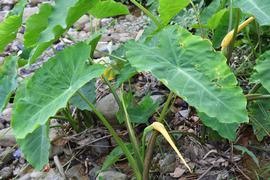   Colocasia esculenta , emersed; photo: S.L. Winterton 