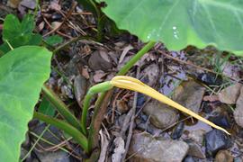   Colocasia esculenta  spathe enclosing spadix; photo: S.L. Winterton 