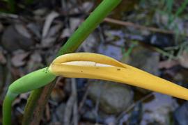   Colocasia esculenta  spathe enclosing spadix; photo: S.L. Winterton 