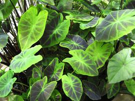   Colocasia esculenta  leaves, emersed; photo: S.L. Winterton 