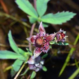   Comarum palustre  flower; photo: S.L. Winterton 