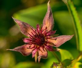   Comarum palustre  flower; photo copy; Joshua Mayer 