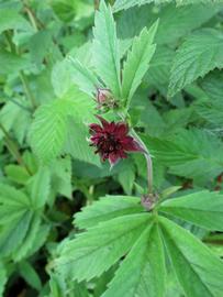   Comarum palustre  flower; photo copy; Kari Pihlaviita 