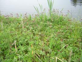   Comarum palustre , emersed; photo: Daphne mesereum 