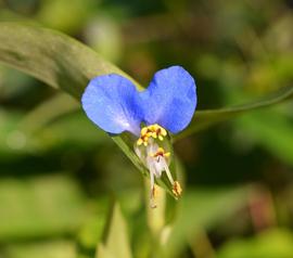   Commelina communis  flower; photo: S.L. Winterton 