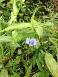   Commelina communis ; photo: S.L. Winterton 