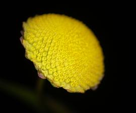   Cotula coronopifolia  flower head; photo: S.L. Winterton 