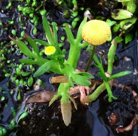   Cotula coronopifolia , emersed; photo: S.L. Winterton 