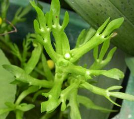   Cotula coronopifolia  leaves; photo: S.L. Winterton 