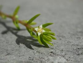   Crassula helmsii  flower; photo: copy; Bastiaan Brak 