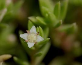   Crassula helmsii  flower; photo: copy; Joseph Lynn 