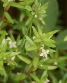   Crassula helmsii ; photo: copy; Alan Gregg 