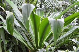   Crinum asiaticum ; photo: S.L. Winterton 