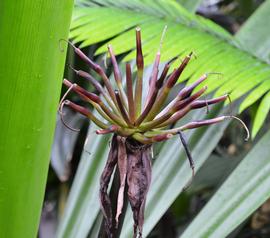   Crinum asiaticum  inflorescence (dead); photo: S.L. Winterton 