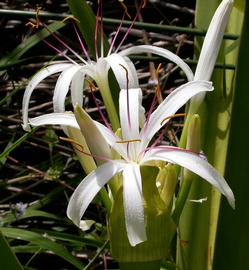   Crinum pedunculatum  flowers, Brisbane, Australia; photo: S.L. Winterton 