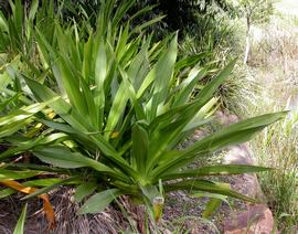   Crinum pedunculatum , Brisbane, Australia; photo: S.L. Winterton 