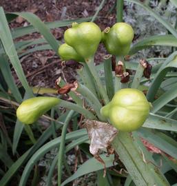  Crinum bulbispermum  fruits; photo: S.L. Winterton