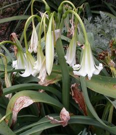   Crinum bulbispermum  inflorescence; photo: S.L. Winterton 