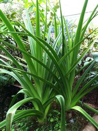   Crinum mauritianum ; photo: S.L. Winterton 