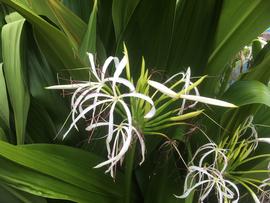   Crinum  sp. inflorescence; photo: S.L. Winterton 