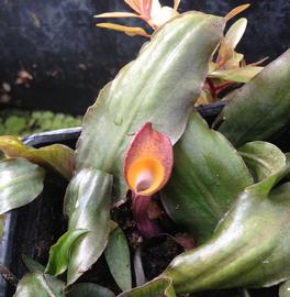   Cryptocoryne cordata  spathe; photo: S.L. Winterton 