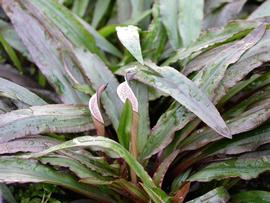   Cryptocoryne albida ; photo: S.L. Winterton 