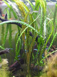   Cryptocoryne crispulata , submersed; photo: S.L. Winterton 