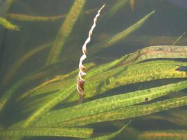   Cryptocoryne crispulata  inflorescence; photo: S.L. Winterton 