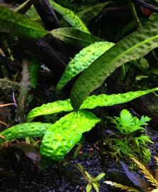   Cryptocoryne hudoroi , submersed; photo: S.L. Winterton 