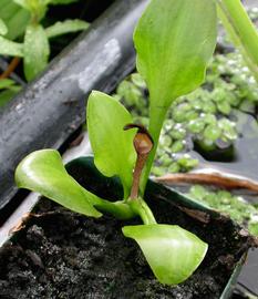   Cryptocoryne lingua , emersed; photo: S.L. Winterton 