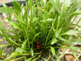   Cryptocoryne parva ; photo: S.L. Winterton 