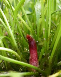   Cryptocoryne parva , spathe; photo: S.L. Winterton 