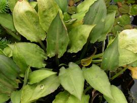   Cryptocoryne pontederiifolia , emersed; photo: S.L. Winterton 