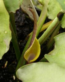   Cryptocoryne pontederiifolia  spathe; photo: S.L. Winterton 