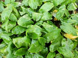   Cryptocoryne undulata , emersed; photo: S.L. Winterton 