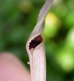   Cryptocoryne undulata  spathe; photo: S.L. Winterton 