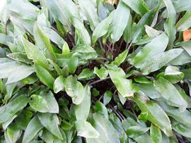   Cryptocoryne walkeri , emersed; photo: S.L. Winterton 