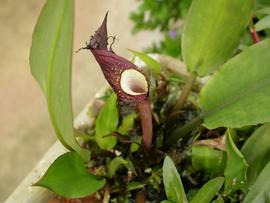   Cryptocoryne ciliata  spathe; photo: S.L. Winterton 