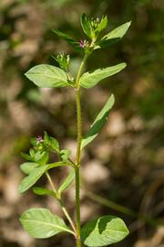   Cuphea carthagenensis ; photo copy; Layla Dishman 