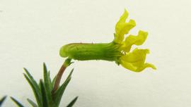   Cuphea flava  flower; photo copy; Alex Popovkin 