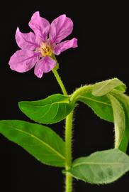   Cuphea  sp. flower; photo copy; Dave Spindle 