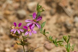   Cuphea glutinosa  inflorescence; photo copy; Layla Dishman 